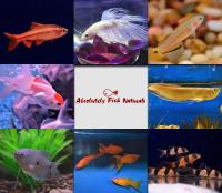 Absolutely Fish Naturals image 5